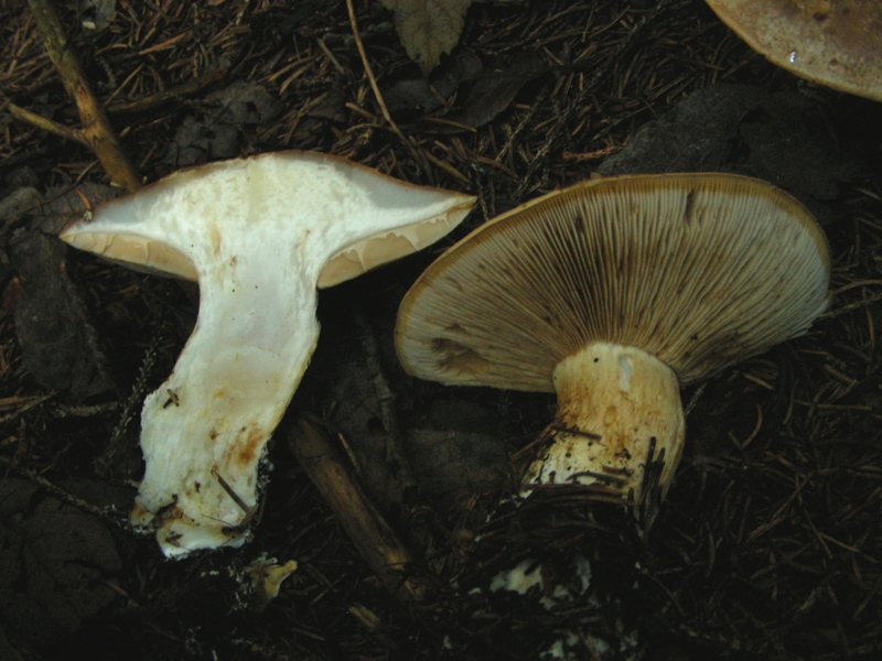 Abetaia di montagna secondo atto